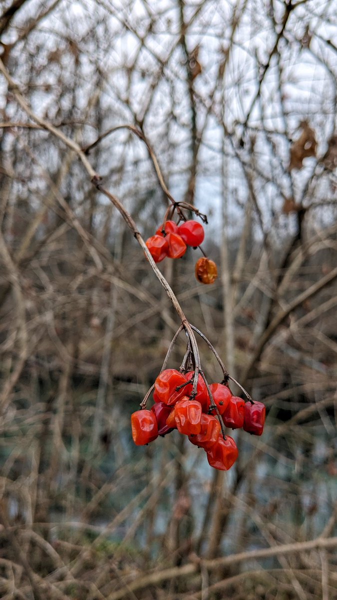 PaolaTreppo's tweet photo. Le Sorgive di Bars. La poesia della natura in inverno, a #Osoppo. Il regno delle orchidee selvatiche; un biotopo da visitare in ogni stagione, attraversato dai tracciati della #RomeaStrata, del Cammino di Sant'Antonio e dalla cicloviaFvg. A piedi o in bici
@FVGlive
@regioneFVGit https://t.co/qn1rut9VJW