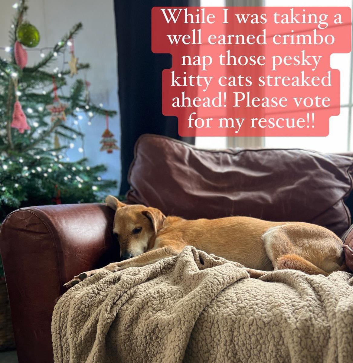 Dogs 4 Rescue tweet media