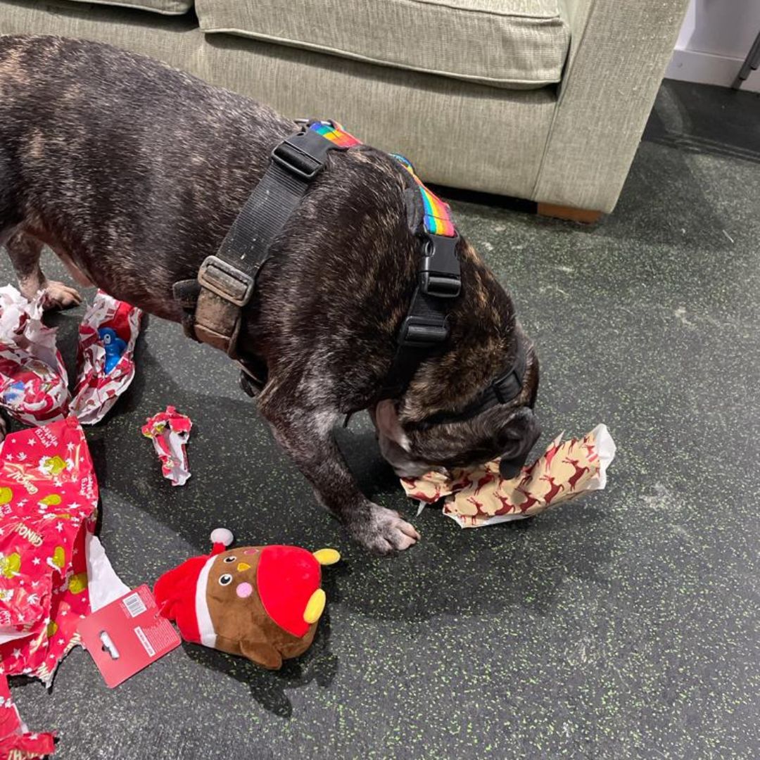 DT_Newbury's tweet photo. A massive thank you to everyone who brought gifts for our wonderful sponsor dogs Cooper and Mike Christmas gifts! They are feeling very spoilt and what's pictured is just a snippet of what they received! What lucky boys they are.

#SponsorDogs https://t.co/AzIsp8uffi