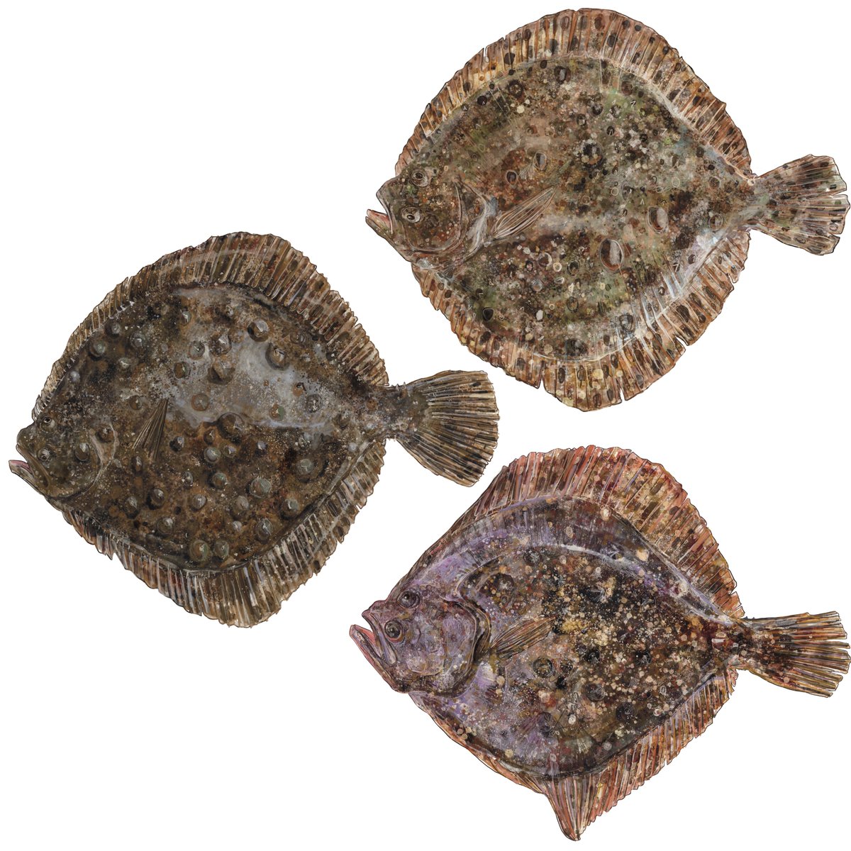 UN_FAO_GFCM's tweet image. #Turbot is one of the most valuable fish species in the #BlackSea. Its fisheries are very important to local communities, primarily to #SSF. The main gear used in turbot fisheries is the gillnet, with a legal mesh size of 400 mm.
#CetaByM #BlackSea4Fish
fao.org/documents/card…