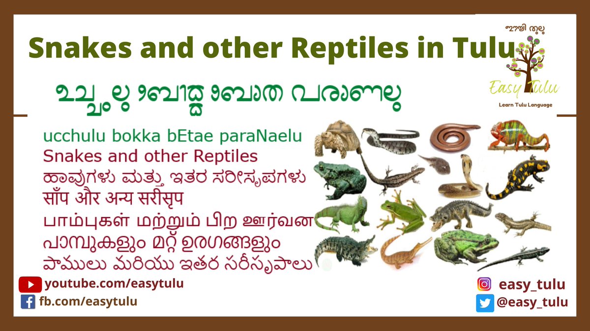 Learn Names of Snakes and other Reptiles in Tulu through English, Kannada, Hindi, Tamil, Malayalam and Telugu. 
Click on youtu.be/bBFFVnnJQlg

#learntulu #easytulu #tululessons #tuluscript #tuluwords #tululipi #tuluto8thschedule #TuluOfficialinKA_KL #tuluvideos