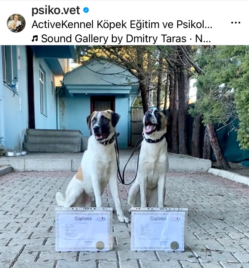 YazVetayse's tweet photo. Sokaktan kurtarıldılar bi de eğitimi tamamlayıp diploma alan güzeller 🥰 @psikovet tebrikler…
İyi insanlar var olmaya devam ettikçe umut var 💓🙏🏻 https://t.co/xXxAxq9Tu5