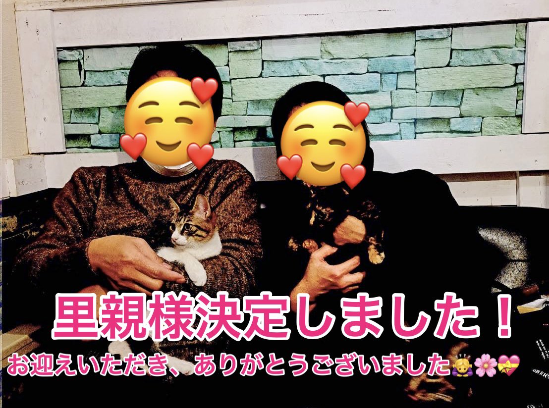 nekonos_0822's tweet photo. 【㊗️ねこのす卒業　里親様決定】

今回の保護猫卒業写真は、ペコちゃんとチャポッコちゃんをお迎えいただいた時のお写真です。

2匹も素敵な里親さまにお迎えをしていただけて本当によかったです🥰✨

本当にありがとうございました☺️🌸
これからも末永くよろしくお願いします🙇‍♀️ https://t.co/n1QbhFt5yA