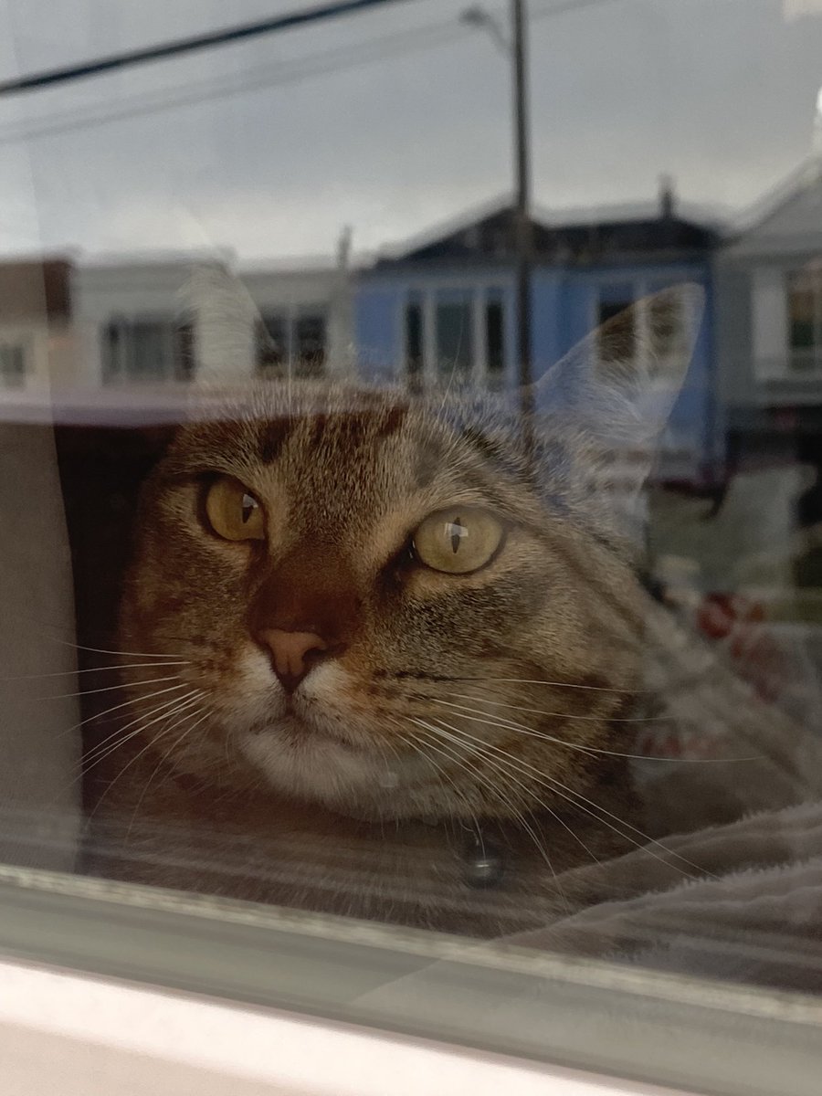 milothacat's tweet photo. *cue existential crisis* https://t.co/ez6MyMQ4qU