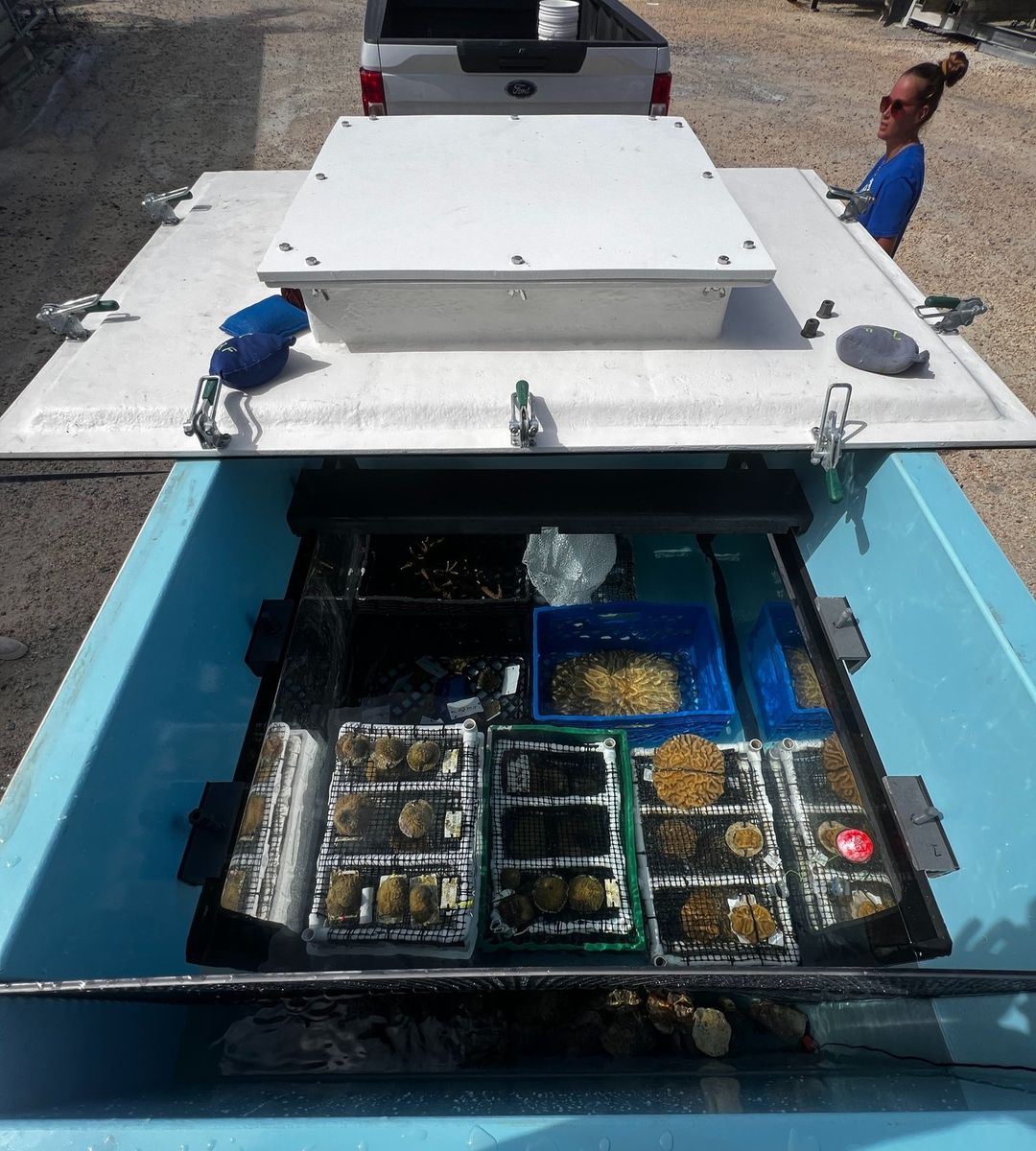 coralcrf's tweet photo. ๐ Day 7: July's Coral Chronicles ๐๏ธ Facing challenges head-on with dedication and innovation! Despite the summer bleaching event, our coral conservation mission stands resilient. ๐ค๐ Stay tuned for more on our journey! #CoralResilience #JulyReflections #OceanStewards ๐ https://t.co/YA2PzqNuuX