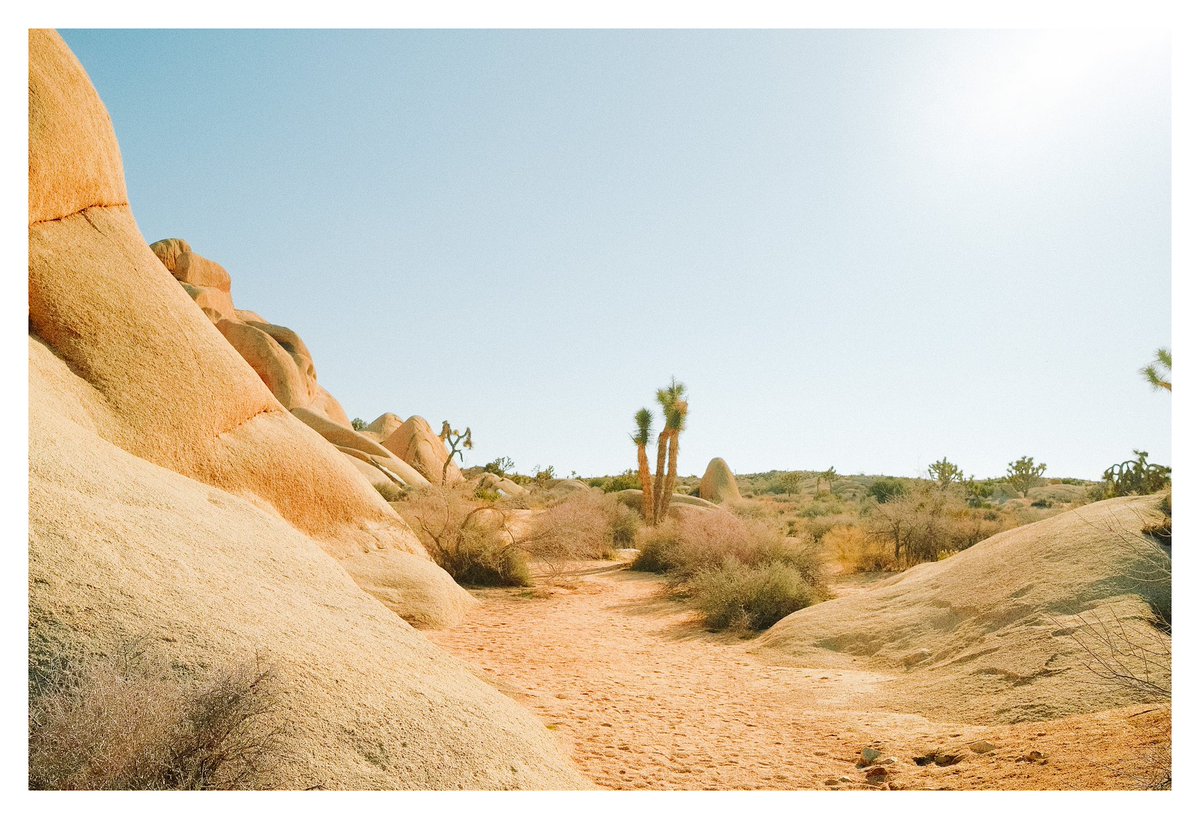 missing my fave place on #x100v — #palmsprings #joshuatree