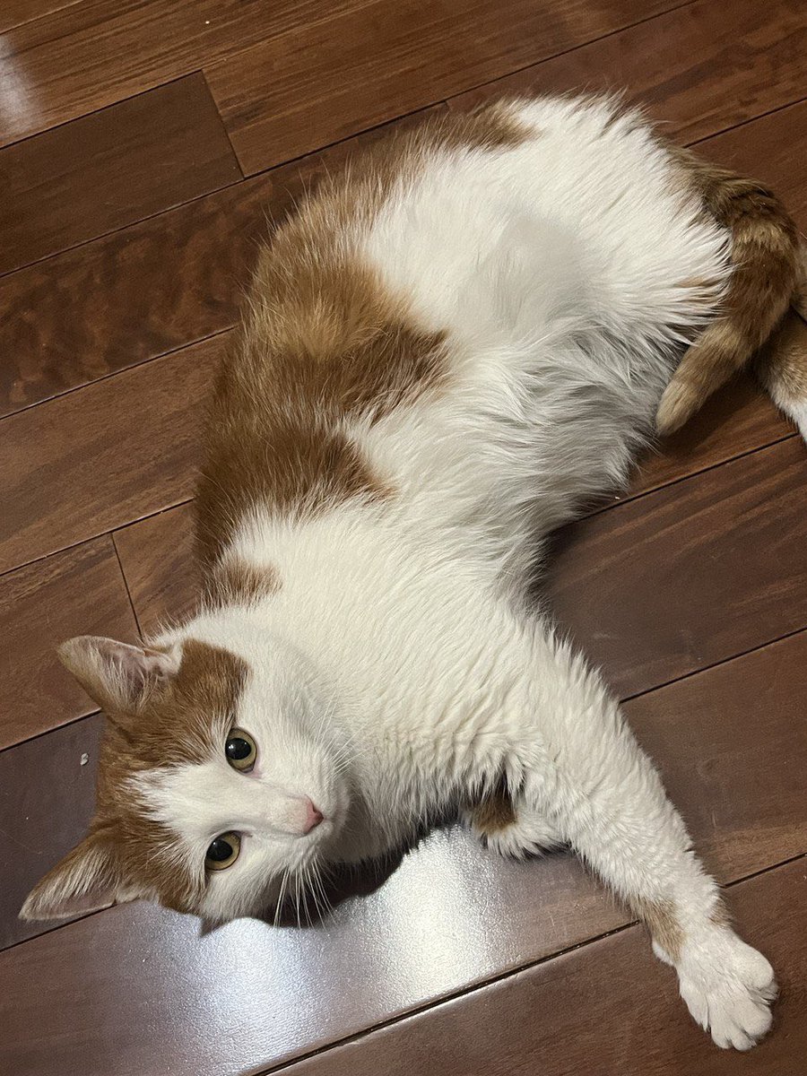 твиттер, помоги!
чудесный кот 1,5лет ищет дом!
мальчик с замечательным характером,ласковый,вечно мурчащий 💔
у малыша лейкемия 😭поэтому пристраивается одним котиком или к кому-то с тем же заболеванием🤞🏻
помогите булочному малышу найти свою семью 😭💔