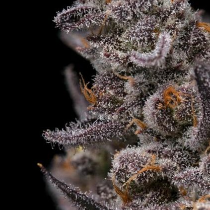 Blood Orange
Tropicanna Cookies F2 X Orange Zkittlez - Hybrid - Flower - BLO - Testing Results: TTHC: 14.6 - 20.6%
#WeedLover #weedforsale #cannabisculture #cannabis #Cannabisforsale #onlythebest #bestcannabis