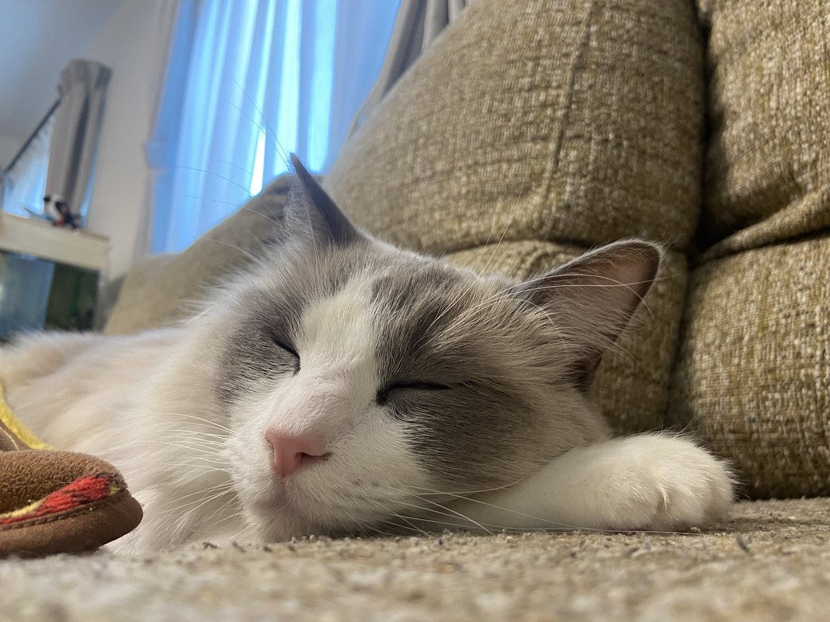 一番暖かいところはぽんちゃんが知っている説