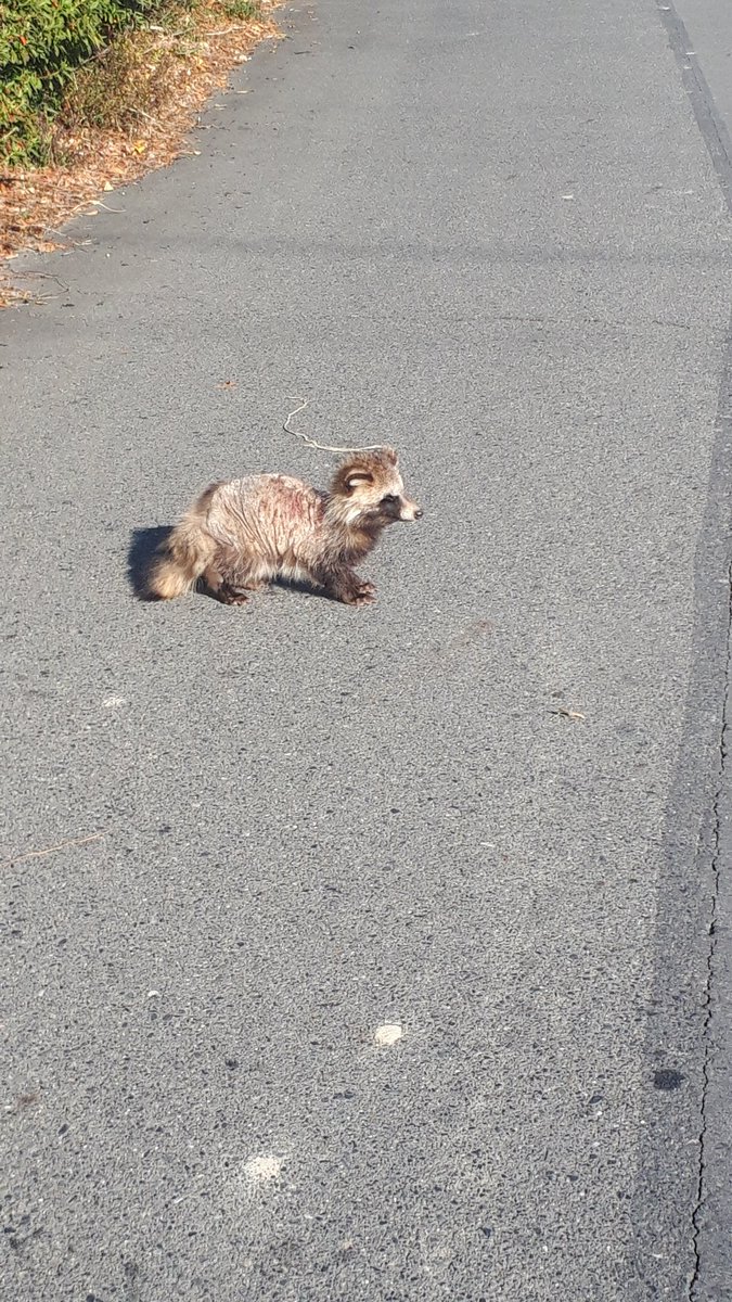 マサちゃん Amazon | W2-375MF ZX-4R ZX-4RR ZX-25R 2024y専用 スリップオン