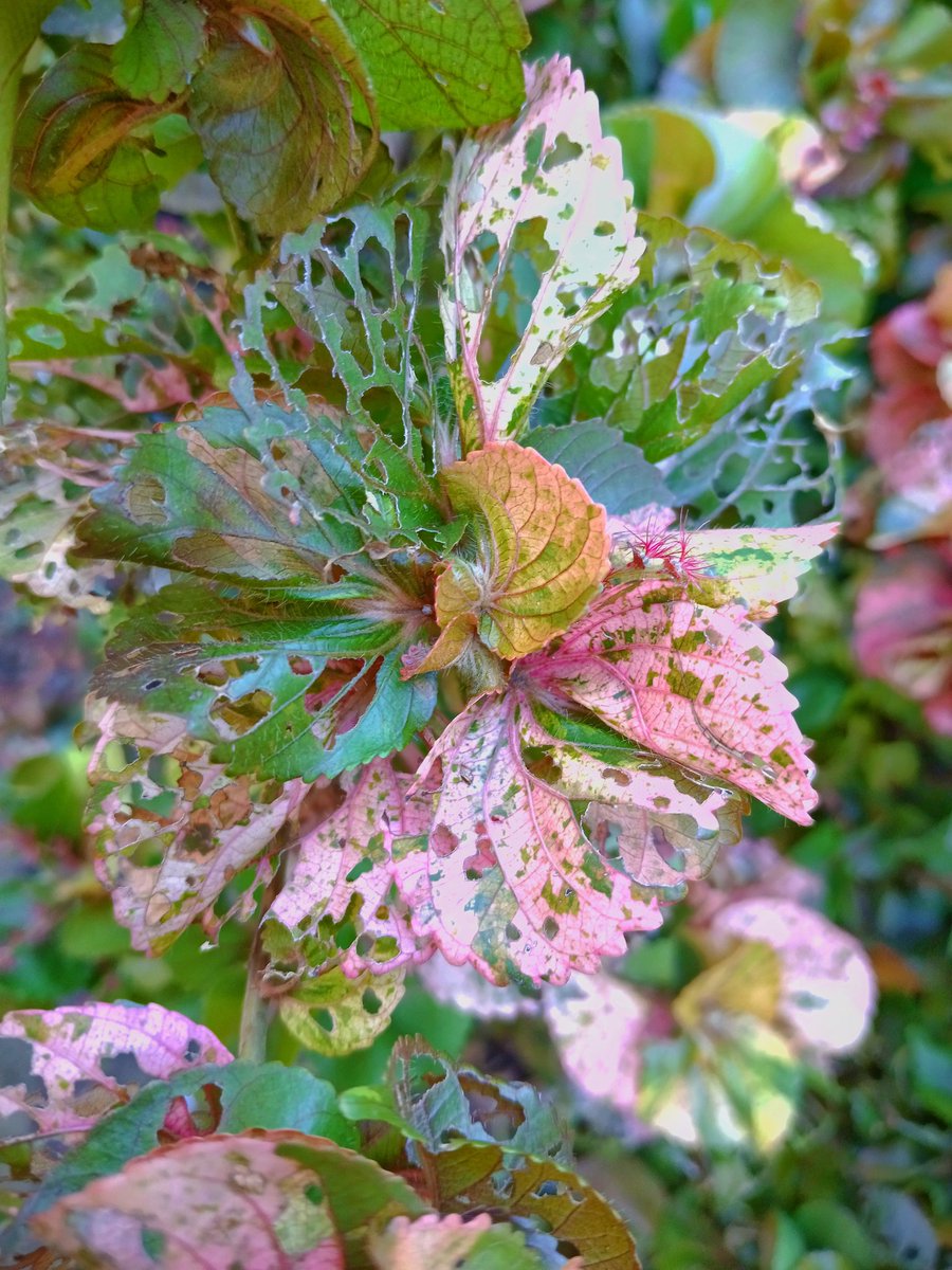 jeneath17's tweet photo. "There is beauty in imperfection."
#FLOWER #beauty 
#NatureBeauty #photography 
#nature #NaturePhotograhpy https://t.co/sjEGoeCE8T