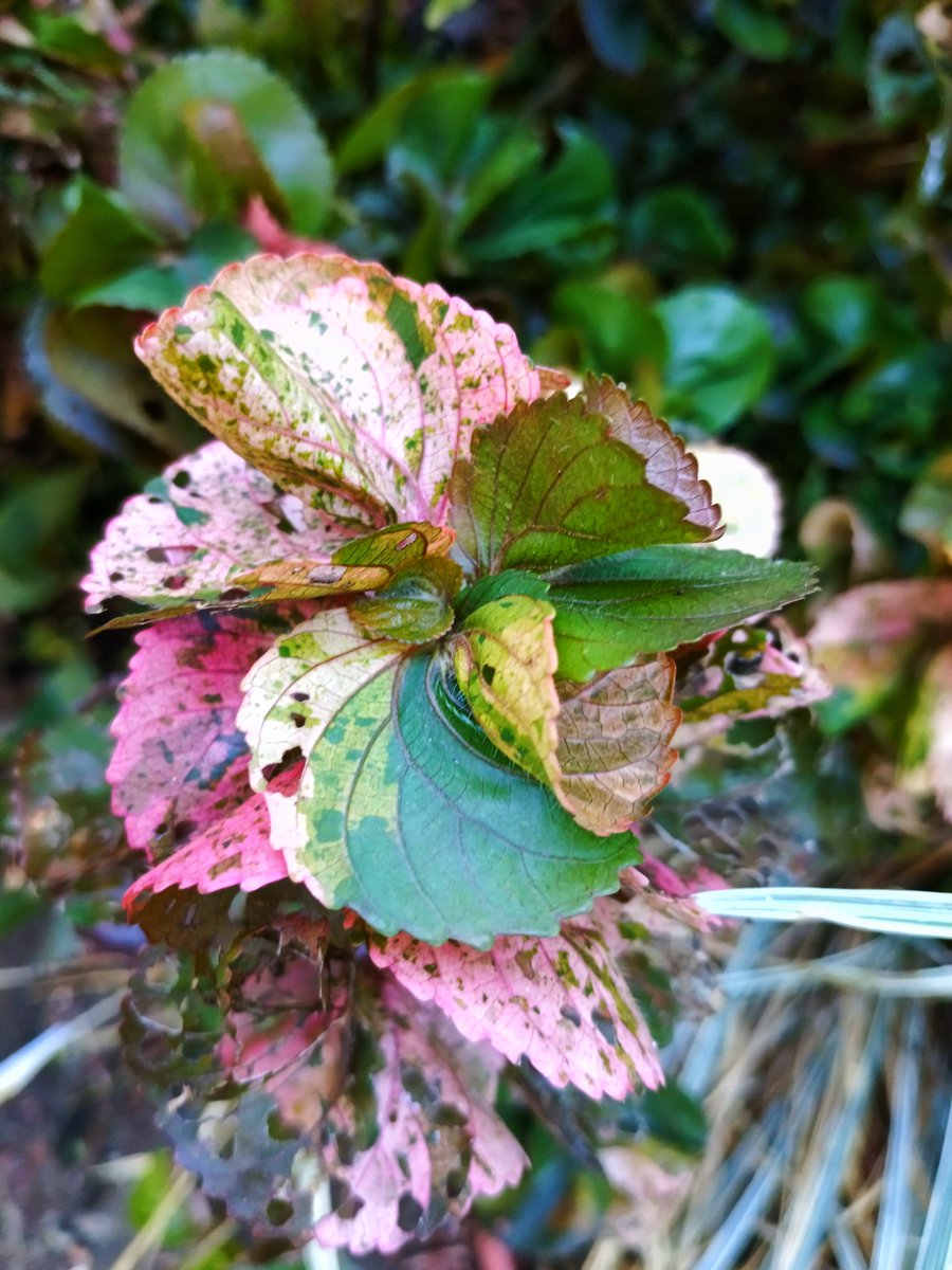 jeneath17's tweet photo. "There is beauty in imperfection."
#FLOWER #beauty 
#NatureBeauty #photography 
#nature #NaturePhotograhpy https://t.co/sjEGoeCE8T