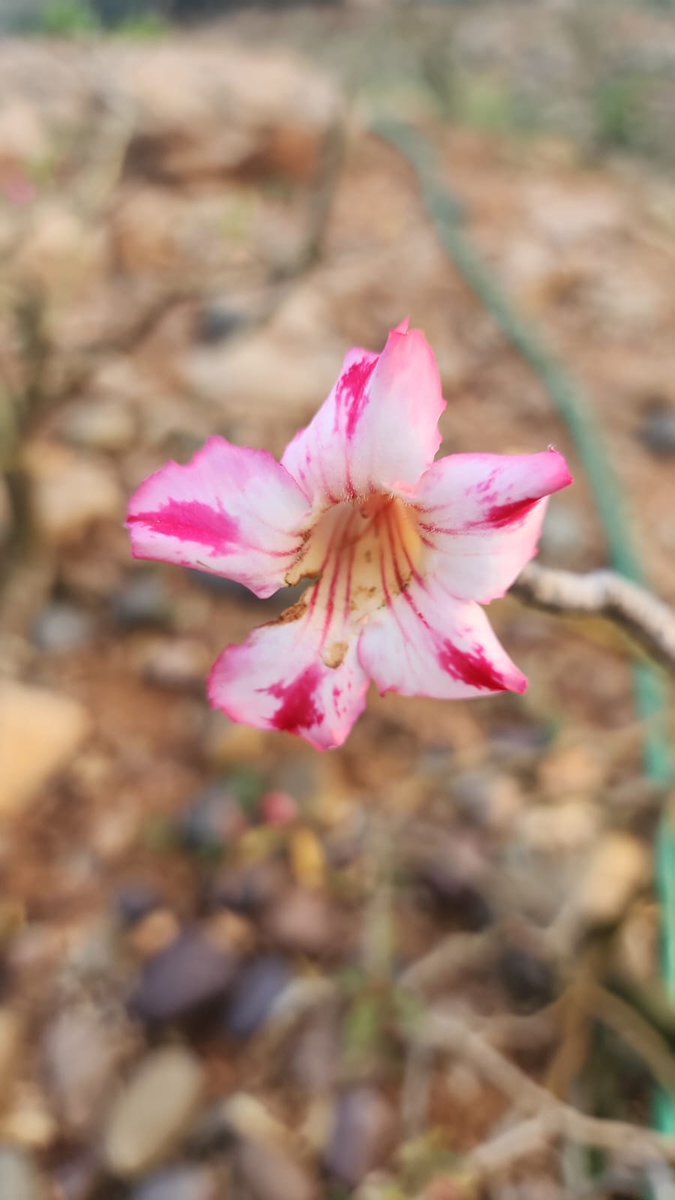 KitChitKat's tweet photo. #GoodMorningTwitterWorld 
#RoseWednesday 
#desert #Roses
@Ilovehyderabad 
@VaSeemsReal
@raziasworld
@mystic_shoo
@Z9Habib
@serish
@KalyaniMuktevi
@abbasrazvi
@TheTiny_Earth
@TareeqIqbalMohd
@_zareenfatima
@mystic_shoo
@MukandRita
@swachhhyd
@KbIqbal
@christinedemar
@CandaceSotela https://t.co/NP3w5MLdQy