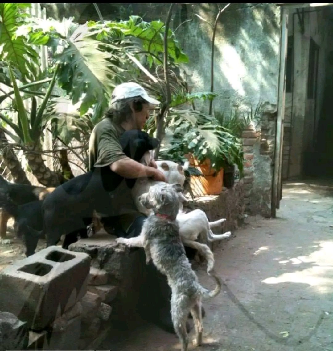 LicAnimalista's tweet photo. Asesinaron a Raúl un rescatista que tenía 23 perritos bajo su cuidado. Urge encontrarles un hogar si alguien puede apoyar favor de mandar WhatsApp al número de Alejandro 55 3253 8738 ,  que está checando la situación. https://t.co/efwMQEWlma