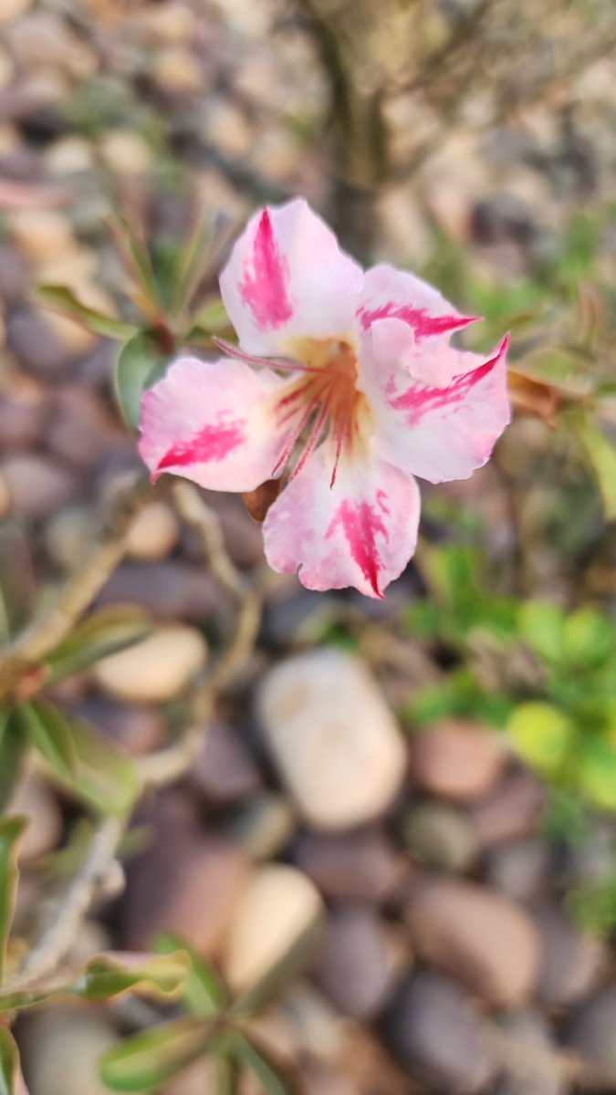 KitChitKat's tweet photo. #GoodMorningTwitterWorld 
#RoseWednesday 
#desert #Roses
@Ilovehyderabad 
@VaSeemsReal
@raziasworld
@mystic_shoo
@Z9Habib
@serish
@KalyaniMuktevi
@abbasrazvi
@TheTiny_Earth
@TareeqIqbalMohd
@_zareenfatima
@mystic_shoo
@MukandRita
@swachhhyd
@KbIqbal
@christinedemar
@CandaceSotela https://t.co/NP3w5MLdQy