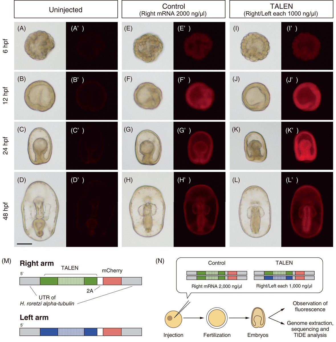 DevelopmentalDy's tweet image. #Echinoderms such as sea urchins, #starfish, and sea cucumbers are classic models for studying the genetic control of #development, #evolution and #regeneration. Learn how #Talen mediated genome editing facilitates the study of starfish development doi.org/10.1002/dvdy.6… @_JSDB_