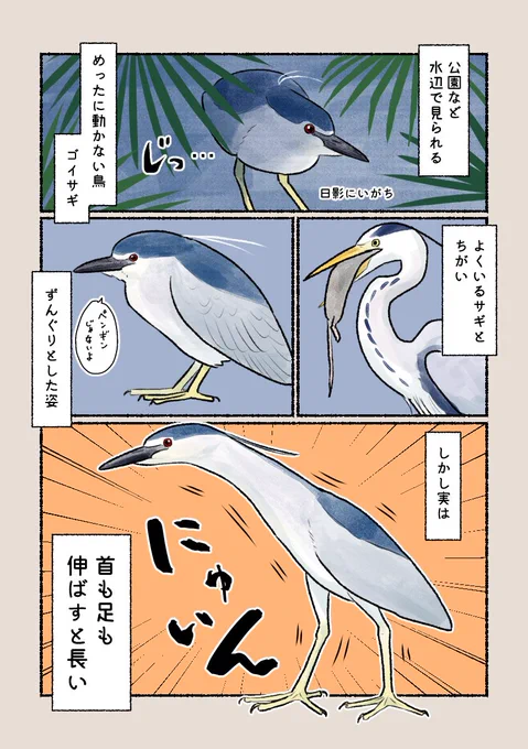 意外と知らない鳥の生活
「ペンギンっぽいけど…」
実は首を縮めているだけ。ちゃんとサギらしい鳥です! 