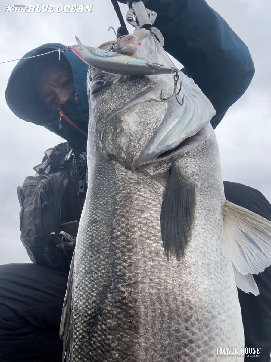 tacklehouse's tweet photo. 【Field report】大阪湾 カタボシ&マイワシパターンのビッグミノーゲームでブリ、サワラ 、シーバス乱舞!2023/秋、冬
https://t.co/N482KhF2wi
#タックルハウス #tacklehouse #フィードシャロー155プラス #K2F162 #BKSP140 #BKF175R2 #大阪湾 #カタボシイワシパターン #マイワシパターン https://t.co/nV5I6eAAX3