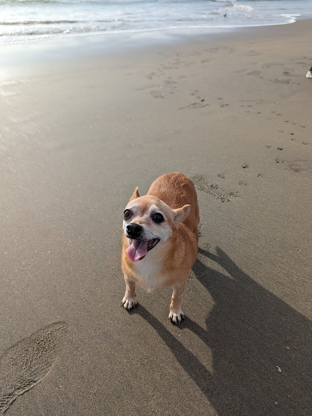 xlosuh's tweet photo. today i said goodbye to my fur baby. i'm so thankful to have spent 13 wonderful years with her. i miss and love her so much <3 https://t.co/MbIl5yoGj4