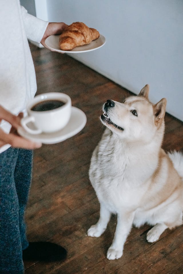 Discover the flavors of high-quality dog food that keeps your canine companion happy and healthy. #DogTreats #HealthyDiet #HappyPups #NutrientRich #DoggyDelight