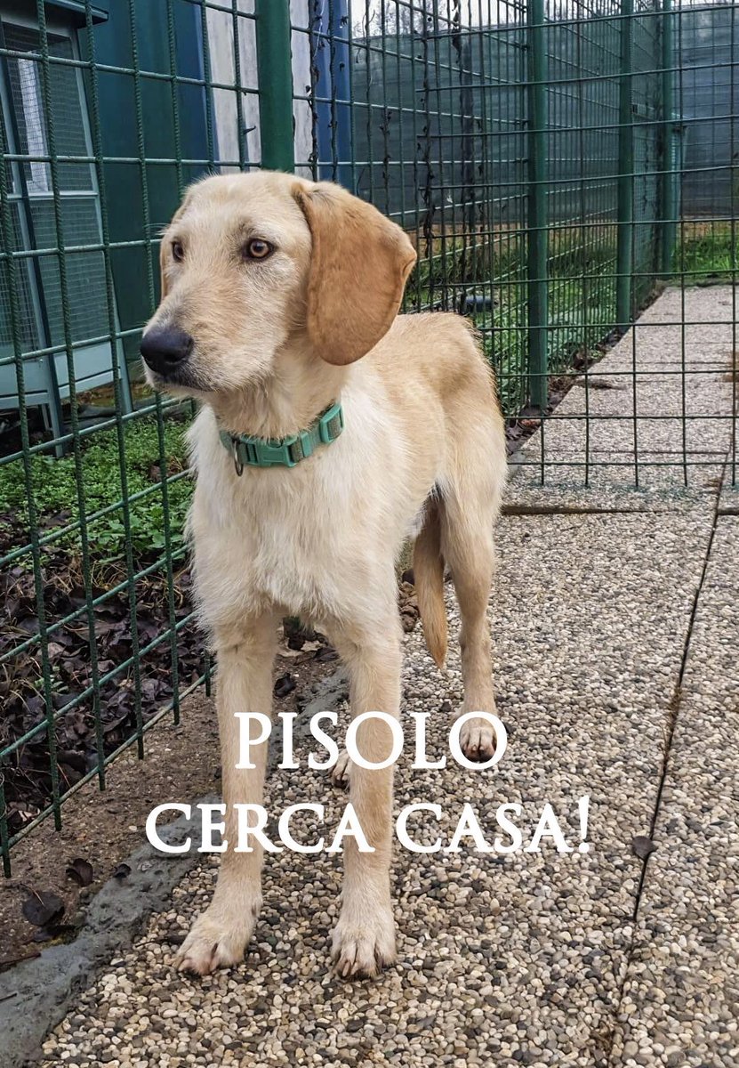 pattyfra1's tweet photo. MONICA FERRANTE
- RIFUGIO/CANILE ad Uboldo (Saronno) Varese
🆘PISOLO CERCA CASA🆘
1 anno ca tg medio contenuta
Molto buono e dolce
⏩️ INFO/CONTATTI nel box scritto ⤵️
#pisolo #canicercacasa
🙏È da tanto che aspetta, FATE GIRARE, ha bisogno di una casa 🙏🆘🏡🐾❤️ https://t.co/xKQg3mgiR1