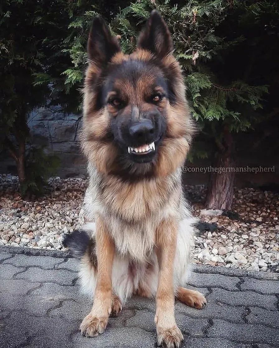 #dog #germanshepherd #bestdog #lovedogs #dogs #truelovedog #beautifuldog #smartdog #creazydog #doglife #deutschlanddog #lovedog #newdog #funnydogs #gsddaily #gsdpuppy #gsdnation #gsdoftheworld #germanshepherdsofinstagram #germanshepherdworld #gsdforlife #gsddogs #gsdloverss