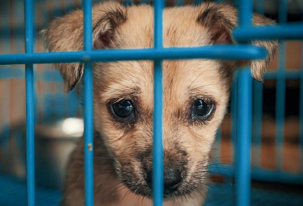 BurkhardtPhilip's tweet photo. Die Zertifizierungsstelle für #Hilfswerke @Stiftung_Zewo rät neuerdings von Spenden an den "Schweizer Tierschutz" @tierschutz_sts ab, wie die @AargauerZeitung berichtet.
Die #Zewo stellt bei der Organisation eine "massive Abweichung von ihren Standards fest". (1/4) https://t.co/fDU1j04mbw