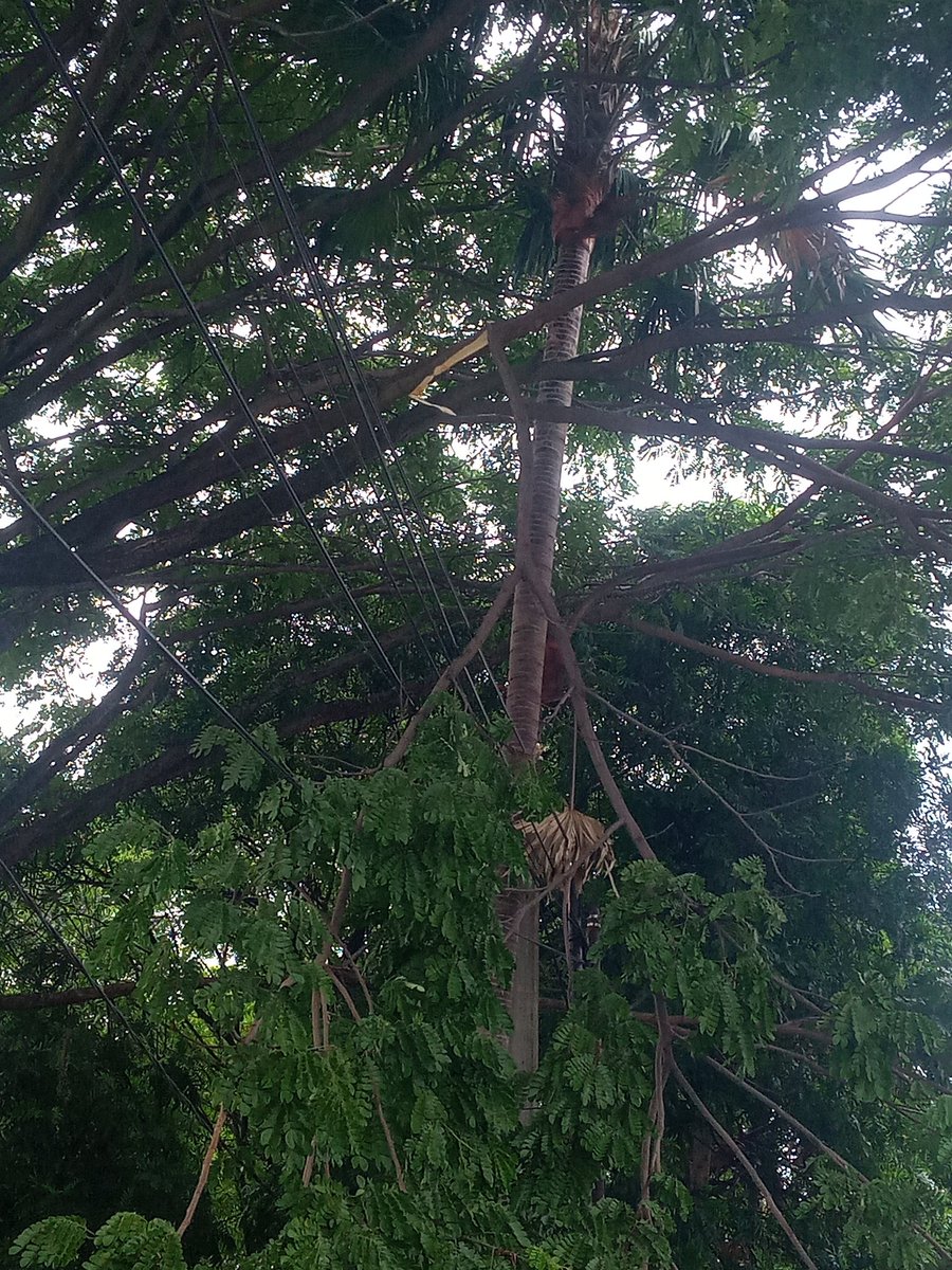 aadcl's tweet photo. Dahan pohon patah
Lokasi lapangan Batununggal
@PRFMnews https://t.co/o30lbsJDia