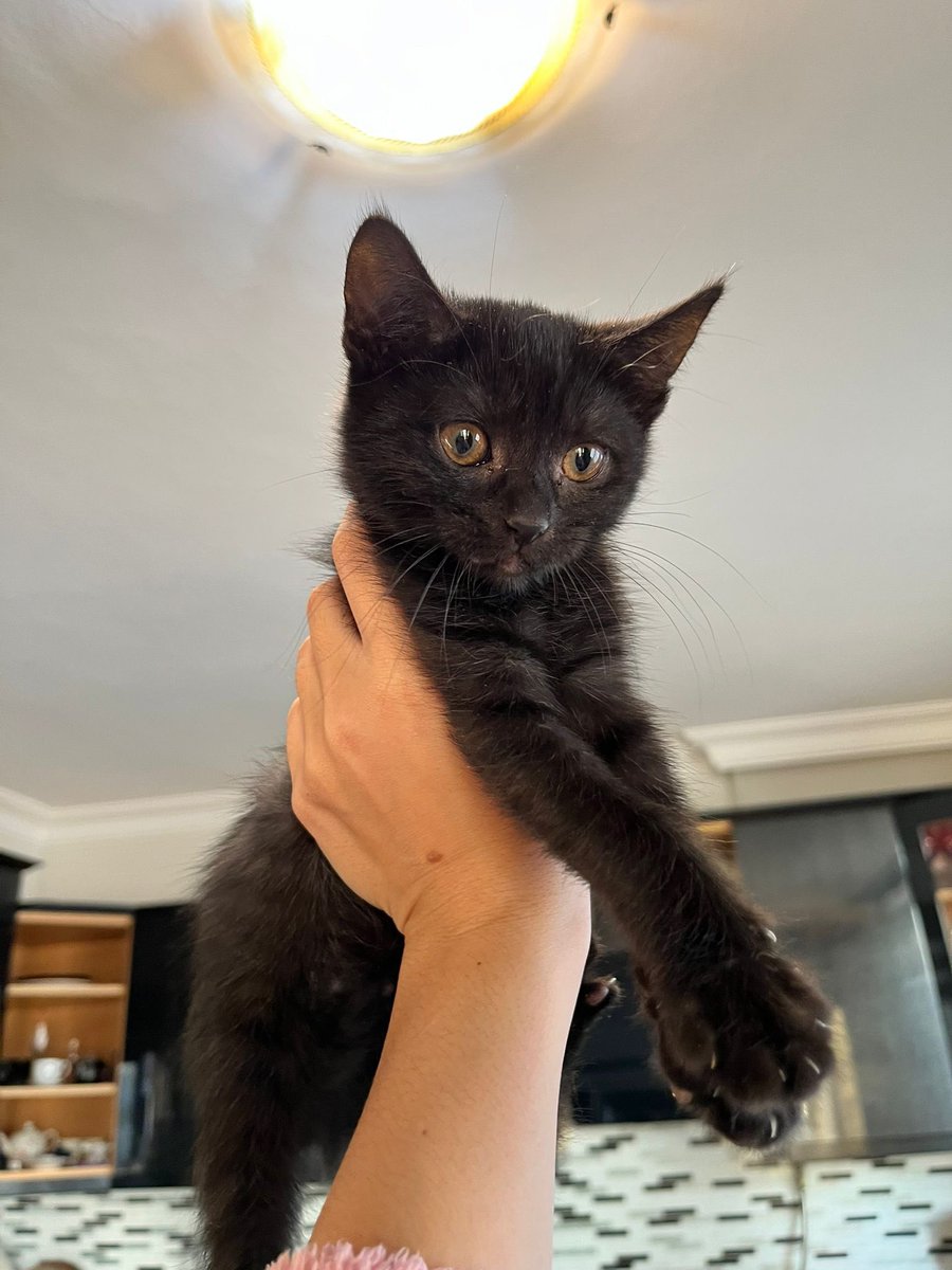 Size 3 adet sahiplendirmelik bebek bırakıyorum. Arkadaşım evde bakıyor şimdilik. İstanbul içi görüp alabilir. Çok sağlıklılar. 3 aylıklar henüz. RT yaparsanız mutlu oluruz. 

İrtibat: +90 (539) 297 51 91