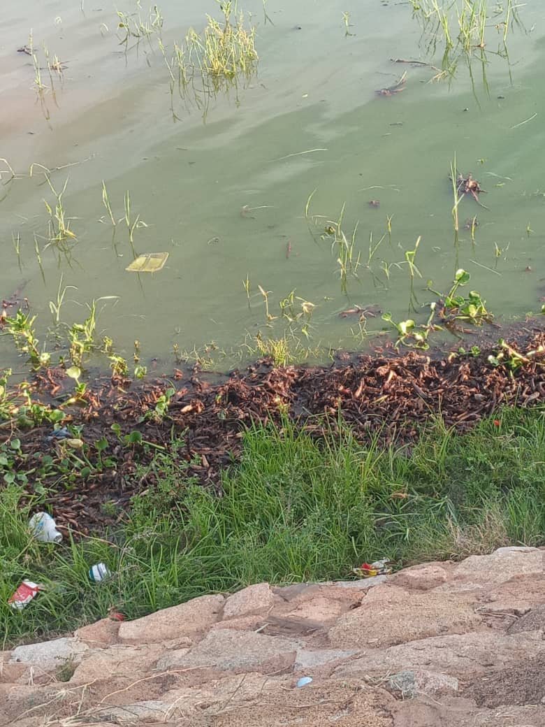 JoanaMamombe's tweet photo. Disturbing images of a heavily polluted Lake Chivero, we need to act faster to prevent an environmental catastrophe.
This matter has to be addressed with urgency by all stakeholders, govt,@cohsunshinecity, @EMAeep, and companies.
@BarbaraRwodzi @JMafume https://t.co/jO6qHYYjkA