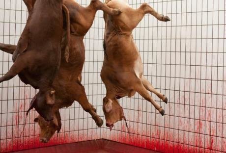 yalding1066's tweet photo. If you think ISLAM and the religious slaughter of animals should be BANNED in the UK, follow and retweet, and I'll #followback all genuine accounts. 🇬🇧 https://t.co/FbBmbt37lU