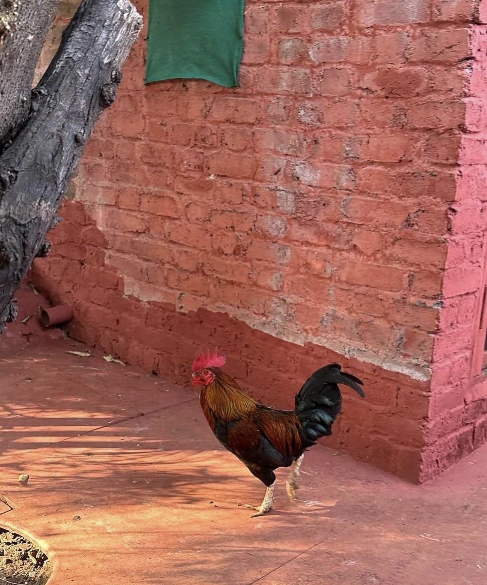 Disha Patani tweet media