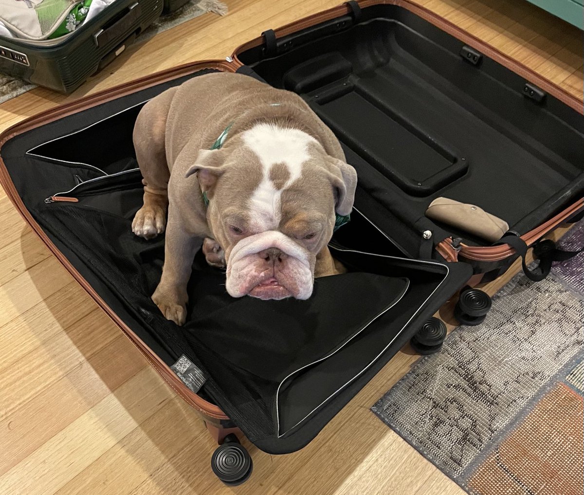 Please don’t go on holidays without me 
#bulldog #dogholidays