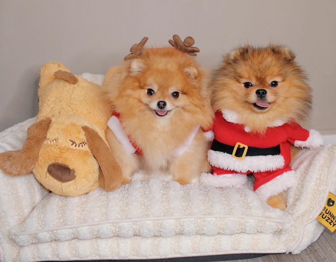FUNNYFUZZY_PET tweet media