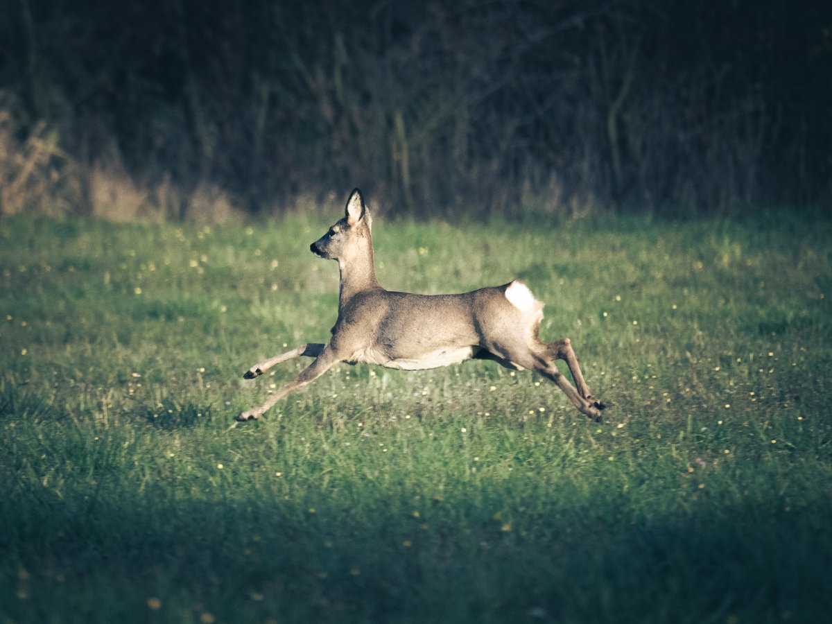 Bachblatt tweet media