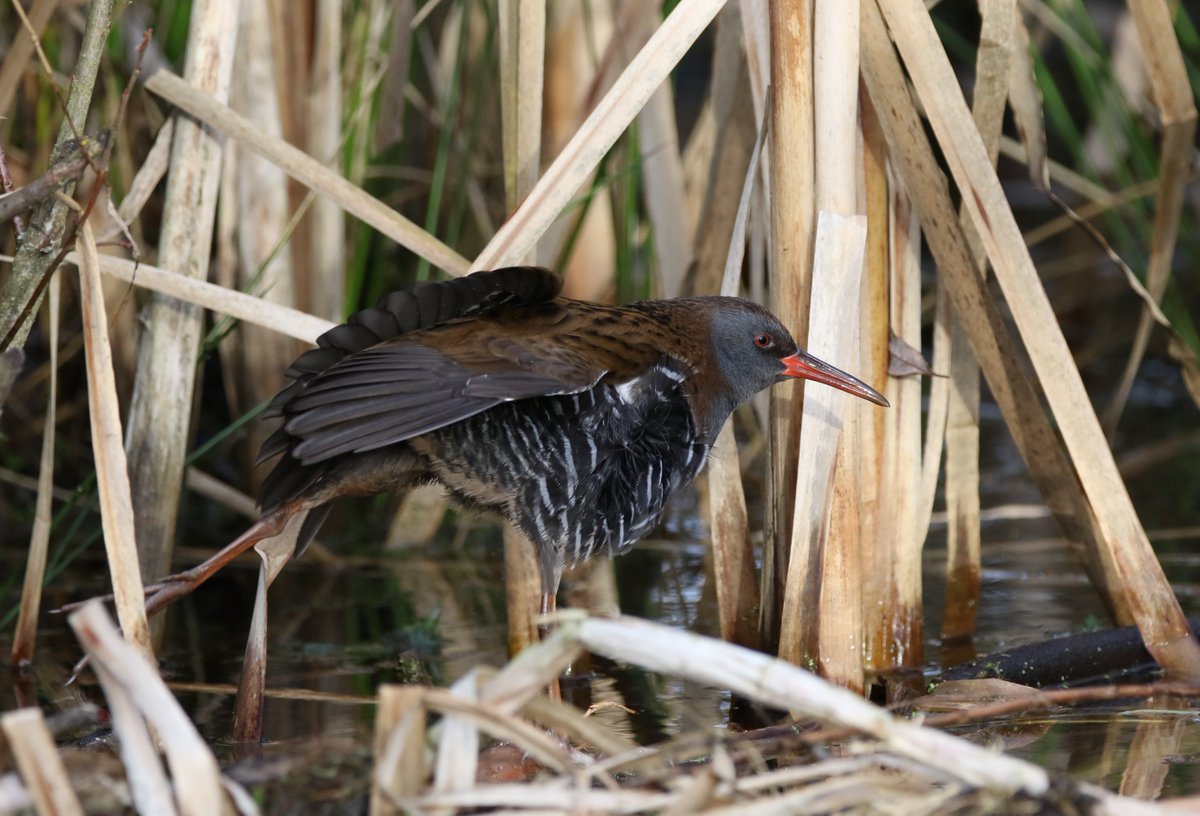 MichaelHer86245's tweet photo. My my Mr Water Rail what big feet you have @DurhamBirdClub @durhamwildlife @Natures_Voice @ScarecrowNeste1 #birding #birdwatching #birdphotography #birds #Rallus aquaticus #TwitterNatureCommunity #TwitterNaturePhotography #wildlifephotography https://t.co/F3IhFCii7E