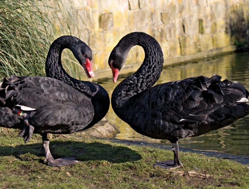 HBarnthaler's tweet photo. @BLKSWN_STUDIO @defichain Hopefully no Black Swan Event....what you think? @DanielZirkel and @Santiago__Sa https://t.co/4xHZQsRyK0
