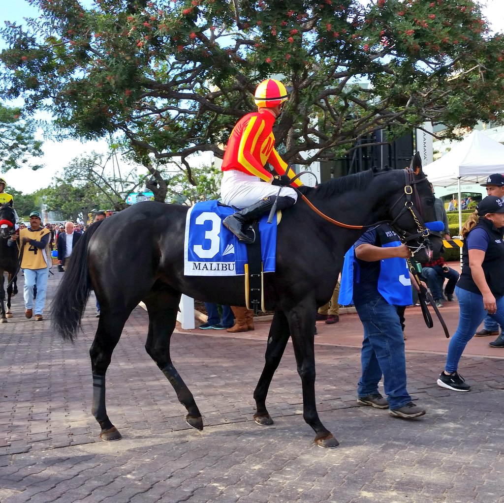 JPrusia's tweet photo. Speed Boat Beach wins the 2023 Grade I Malibu Stakes with jockey Flavien Prat up.
.
.
.
.
#SantaAnita #SantaAnitaPark #TheGreatRacePlace #ArcadiaCalifornia #HorseRacing #Thoroughbreds #ClassicMeet #MalibuStakes #SpeedBoatBeach #FlavienPrat #BobBaffert #PegramWatsonWeitman https://t.co/xUTs77tCme