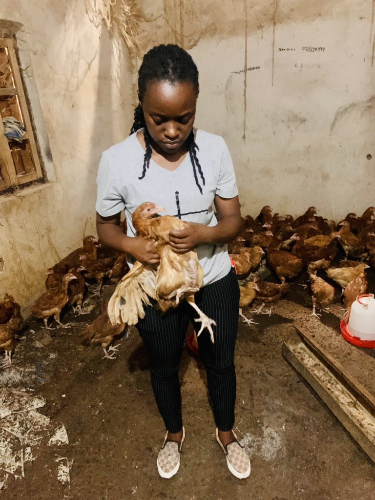 Here it is 😍. 

#PoultryFarming
#ChickenFarming