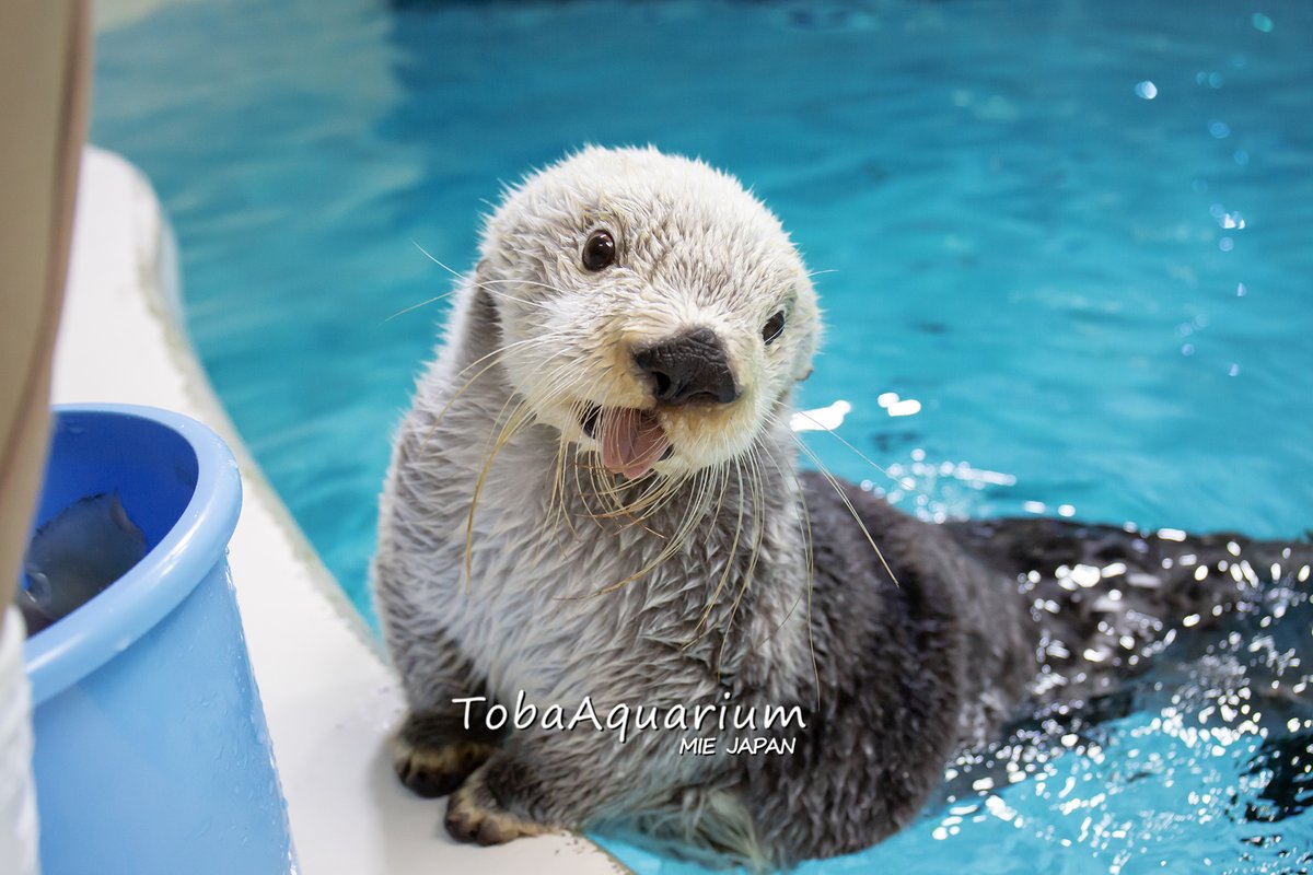 今朝のメイちゃんとキラちゃん😊🩷 #鳥羽水族館 #キラメイ #ラッコの