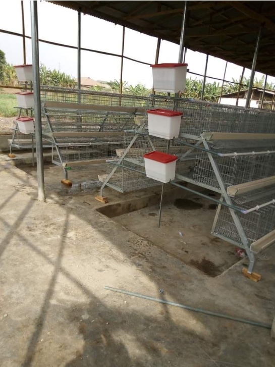 LiviCage's tweet photo. 😍 Automatic A Type Layer Cage System: The Future of Poultry Farming 😍

🏠 5,000-30,000 Birds per House: Raise more birds in less space! 

#chickencage #chickencages #chickencagemachine #chickencagesupplier #layercage #layercages #layercage4doors #layercageforsale #batterycage https://t.co/zGtAqwiq6O