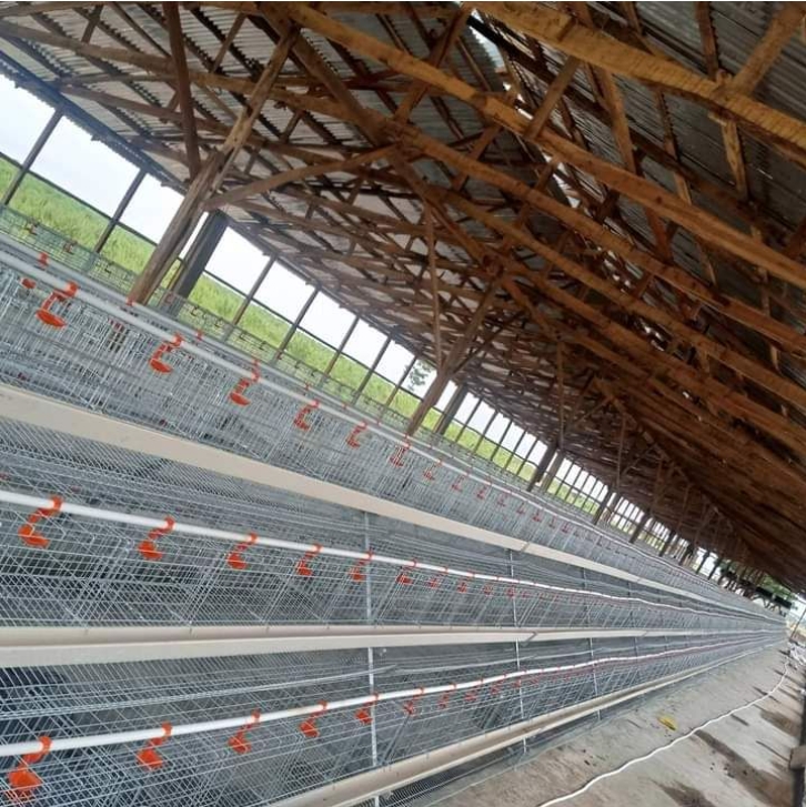 LiviCage's tweet photo. 😍 Automatic A Type Layer Cage System: The Future of Poultry Farming 😍

🏠 5,000-30,000 Birds per House: Raise more birds in less space! 

#chickencage #chickencages #chickencagemachine #chickencagesupplier #layercage #layercages #layercage4doors #layercageforsale #batterycage https://t.co/zGtAqwiq6O