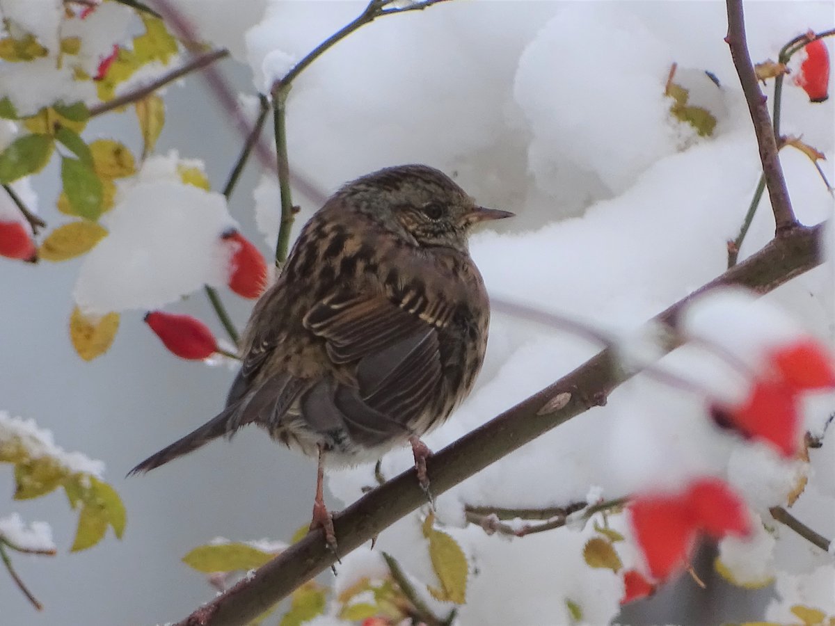 ACENTOR COMÚN /Prunella modularis/
#birds