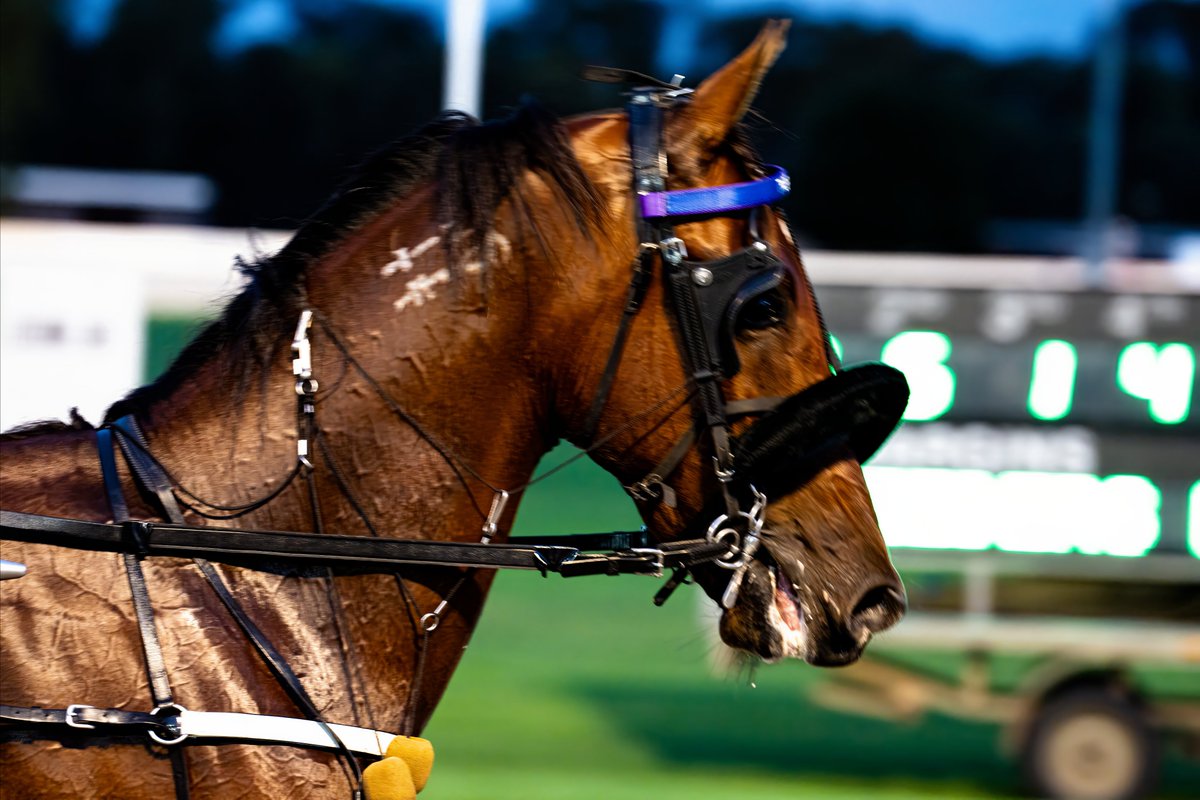Mr &amp; Mrs Jones Win The 2023 Leeton Breeders Plate with Mr Bondi NZ for Mick Boots.  Mr. Bondi is a beautifully bred  Downbytheseaside brother to Eliza Dushku NZ and Our Cavort NZ who is the Dam of The Eureka winner Encipher