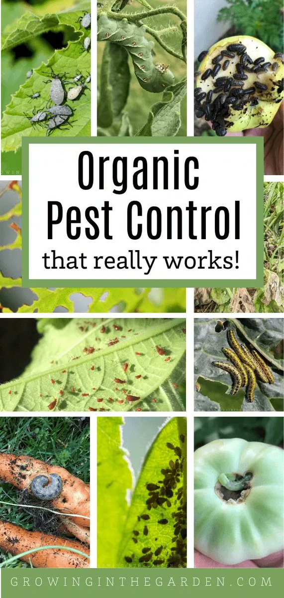 trustpest12's tweet image. Dealing with a pesky garden pest problem? Discover effective organic pest control solutions that truly deliver results! 🌿🐛 Say goodbye to pests naturally with #OrganicPestControl #GardenSolutions #TrustPestControlMelbourne 🌱✨