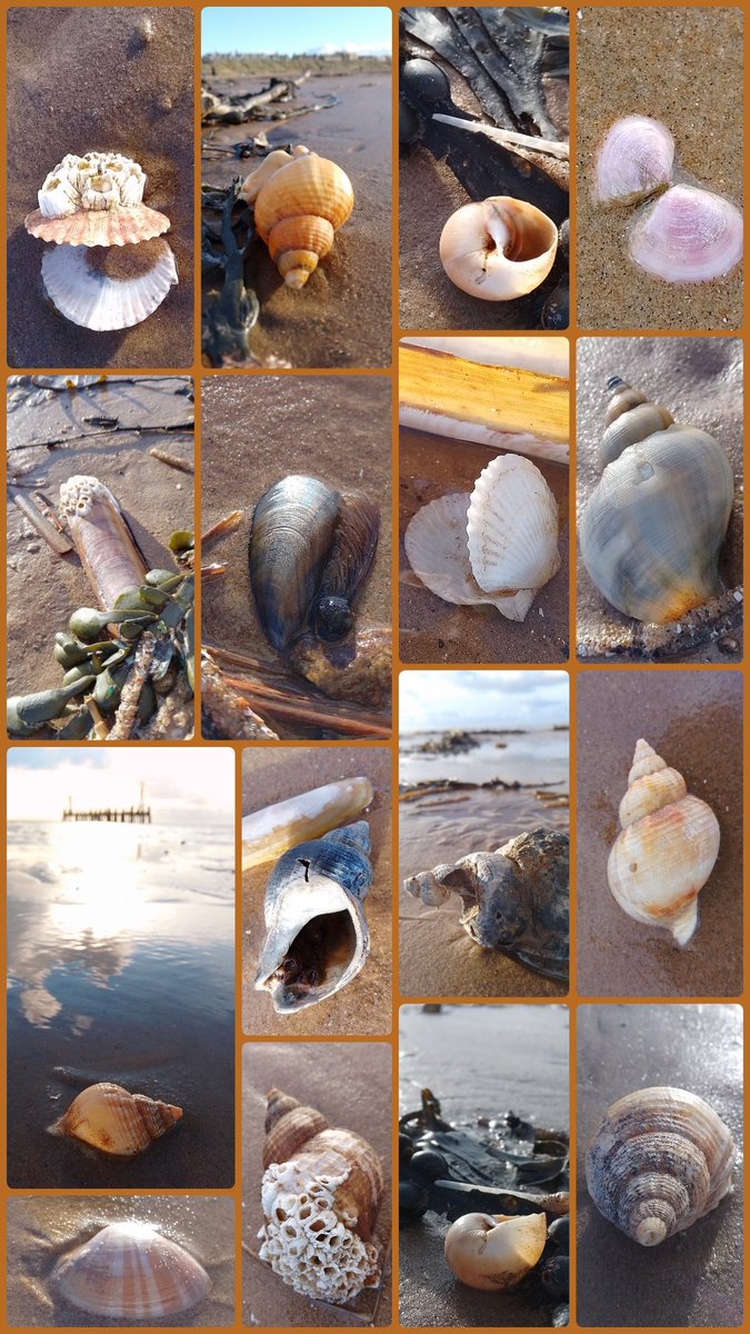 #WildWebsWednesday Treasure from #StAnnes beach yesterday, huge variety of shell including razor clams, thin tellin, whelks, clams and mussels. @WebsWild @FyldeSandDunes @StAnnesTweetUp #vitaminN