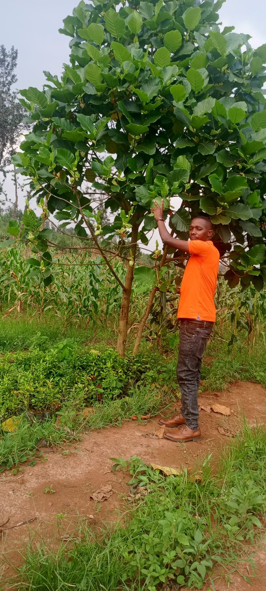 @Forester 🌲 tweet media