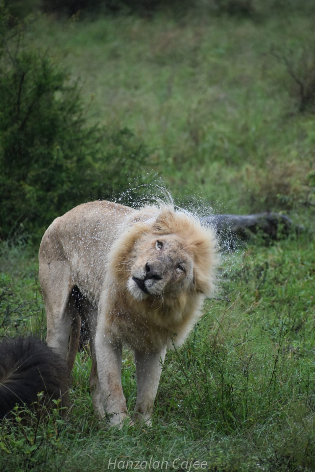 Kruger Sightings on X: 9:00am 4 Lion stationary Including Casper