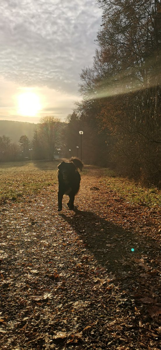 TerryvomBalkon's tweet photo. Huhu, einen schönen und guten Morgen wünsche ich euch 🐶🐶 https://t.co/EvhOtmvhYz