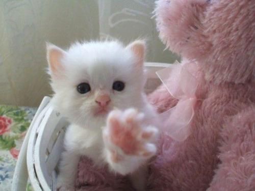 sav ♡ (@pastelzia) on Twitter photo 